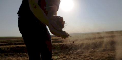 Soja inicia granação e milho é colhido na região de Ijuí mas com muitos prejuízos pela estiagem