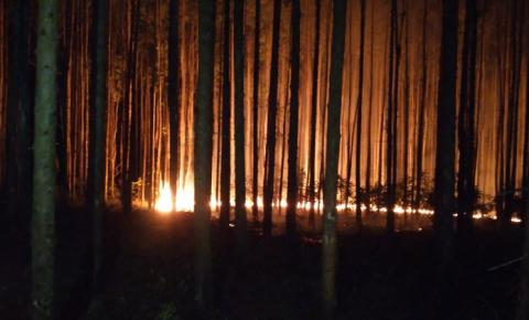 Incêndio atinge plantação de eucaliptos em Redentora
